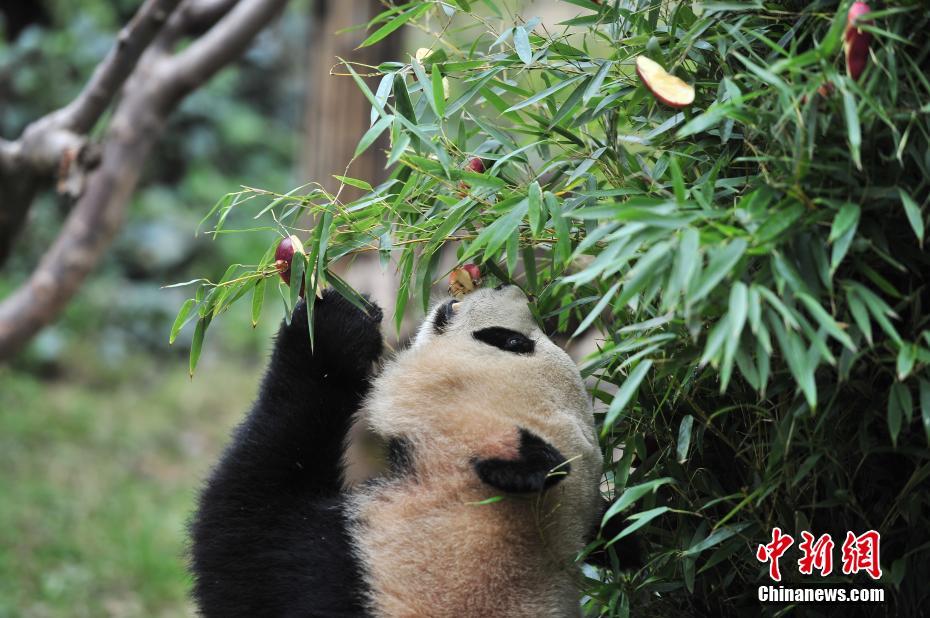 云南動物園大熊貓?zhí)崆跋碛?#8220;圣誕大餐”