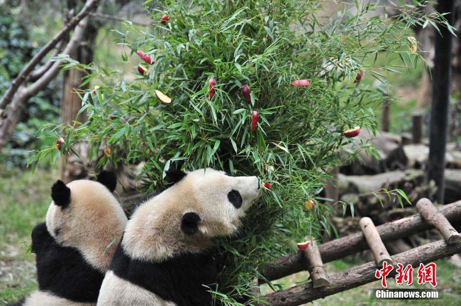 云南動物園大熊貓提前享用“圣誕大餐”