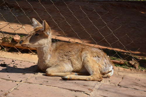云南：“羊鹿戀”行西式花園婚禮 周五拍攝婚紗照