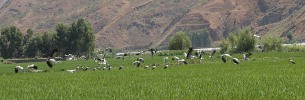 200余只鉗嘴鸛東川度夏 填補(bǔ)《中國(guó)鳥(niǎo)類野外手冊(cè)》空白