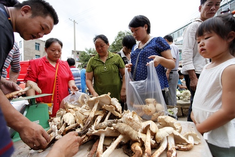 云南巧家雞樅高價上市受青睞