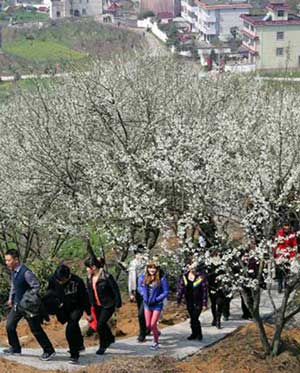 春到浙江不覺遲 踏青賞花正當時