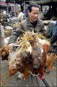 A man leaves a poultry market in Hanoi with live chickens hanging from his bicycle. Intitial tests on five members of a family raising chickens in Vietnam's northeastern city of Haiphong have shown positive for bird flu(AFP/