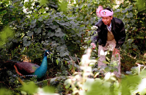 40 years love of Peacock Dance