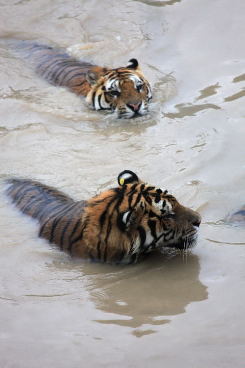 chinadaily.com.cn / Two Manchurian tigers play with water in Huangshan Tiger Garden to cool down as a heat wave continues over Huangshan city, East China's An'hui province on July 21, 2010. Manchurian tigers cool off in water