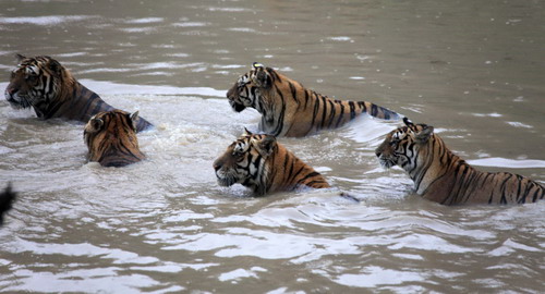 chinadaily.com.cn / Several Manchurian tigers play with water in Huangshan Tiger Garden to cool down as a heat wave continues over Huangshan city, An'hui province on July 21, 2010. Manchurian tigers cool off in water