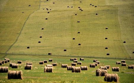 Herdsmen forage grass in Inner Mongolia