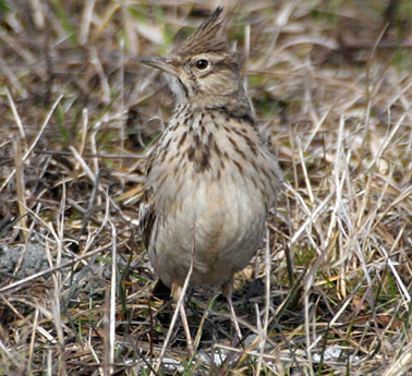 Charlie的鳥類世界