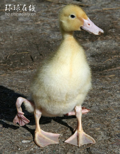 英國四腳鴨的非常生活