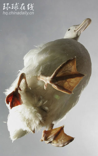 英國四腳鴨的非常生活