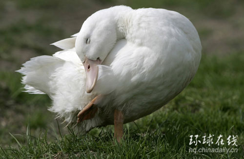 英國四腳鴨的非常生活