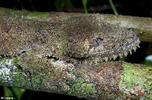 美夫婦攝得葉尾壁虎 自然界最完美偽裝大師名不虛傳