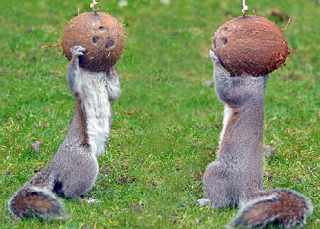 戴頭盔跳舞？饞嘴小松鼠偷吃椰子令人捧腹