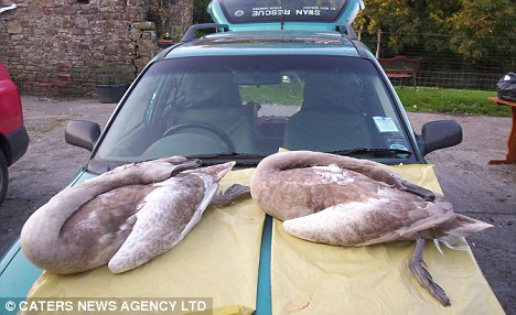 英兇殘?zhí)禊Z殺死15只同類 大名“漢尼拔”或遭驅(qū)趕