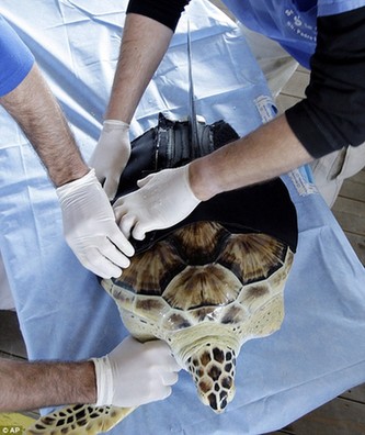 “獨(dú)臂”海龜只能原地打轉(zhuǎn) 穿人造“馬甲”重新暢游