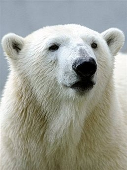 明星北極熊克努特或?qū)⒂瓉?lái)意大利“野蠻女友”