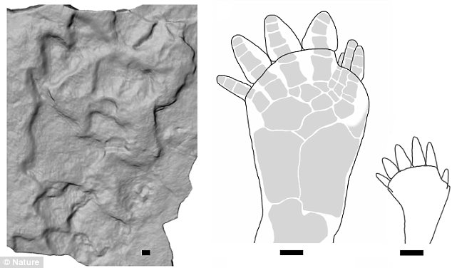 波蘭發(fā)現(xiàn)3.95億年前最古老海洋生物登陸腳印