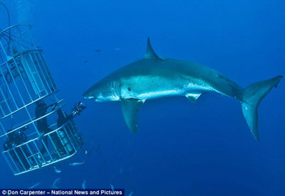 大白鯊面對鏡頭齜牙一笑 可愛亦可怕！