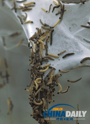 瑞士數千毛蟲結網蓋大樹景象詭異