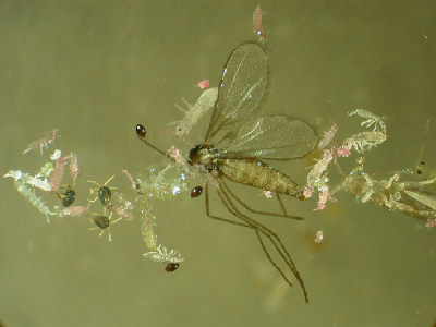 動物照片拍案驚奇：螞蟻銜重物、烏鴉釣美食