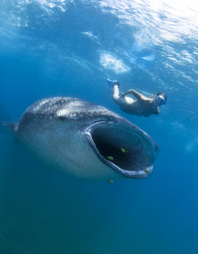 小心！一條鯊魚就在你身后
