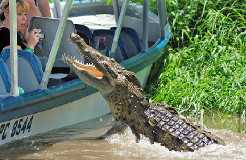 鱷魚不甘受擾突然躍起直撲 德女游客死里逃生被嚇傻