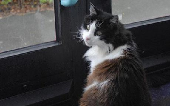 英國小貓迷上公交旅行 4年來每天定時(shí)獨(dú)自乘車兜風(fēng)