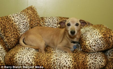 “世界上最長壽狗”慶26歲生日 當比人類182歲高齡