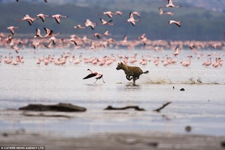 英攝影師“守株待兔” 拍下鬣狗突襲火烈鳥(niǎo)震撼場(chǎng)面