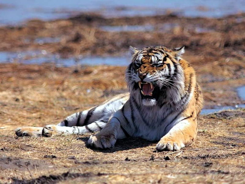 土耳其動物園老虎殺死獅子 一爪擊破頸靜脈！
