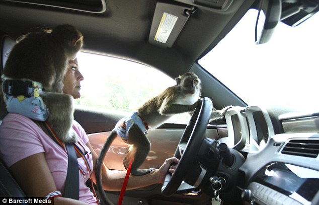 美國婦女自認“猴媽” 飼養5只獼猴形影不離甚至同睡