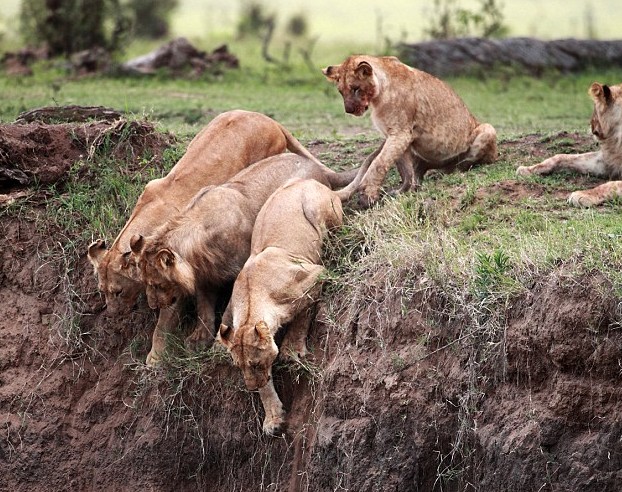 圖：獅崽跌落懸崖被困斜坡 母獅無畏冒險救子