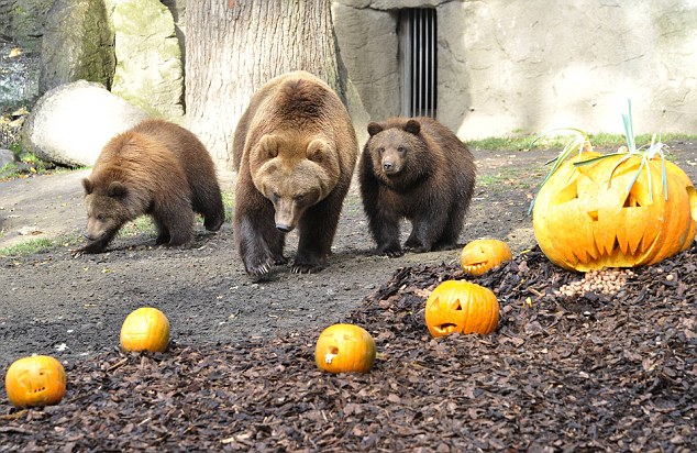 投籃、砸爛、發(fā)呆 萬圣節(jié)南瓜難倒德國棕熊（組圖）