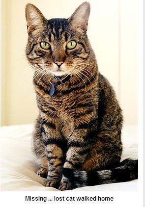 澳大利亞一貓咪“思鄉心切” 獨自行走3000多公里回老宅