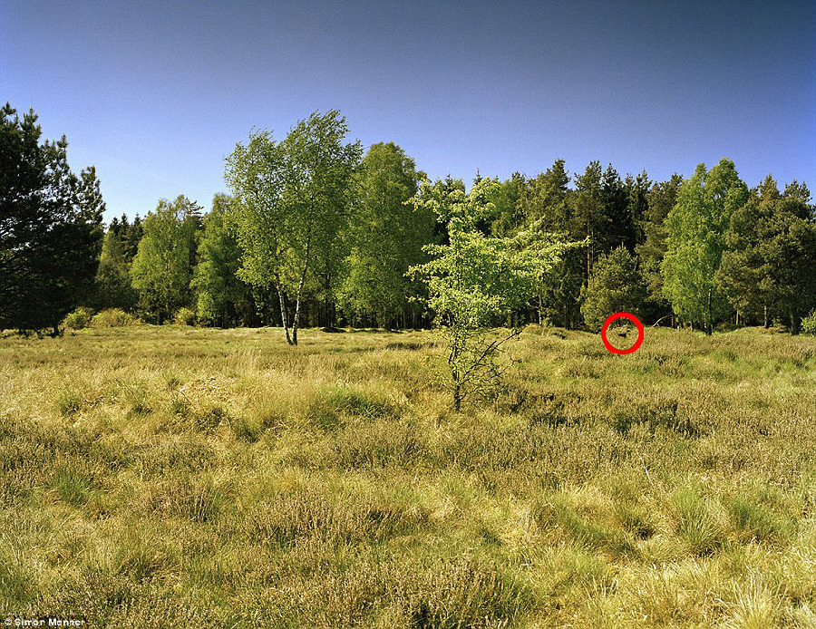 德國軍隊(duì)狙擊手藏身術(shù)：與自然融為一體