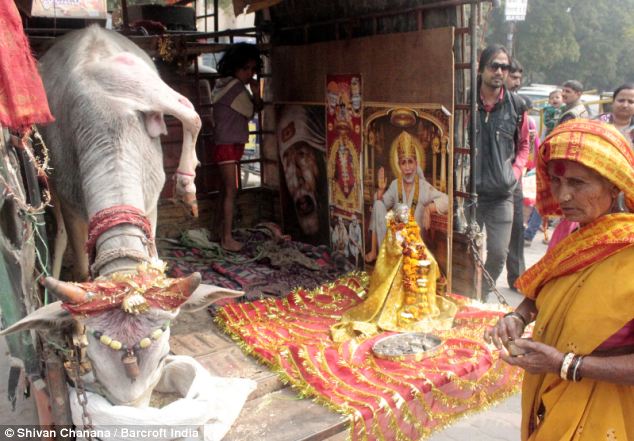 印度驚現五條腿“神牛” 民眾紛紛前來祈福