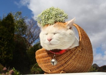 “貓叔”大白的故鄉：巖手水產企業的煩惱