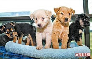 流浪癱瘓狗母子獲“國際救援”赴美迎新生