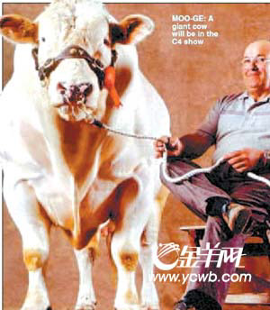 山羊會吐蜘蛛絲 探秘英國轉基因動物農場