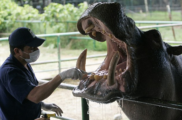 明星河馬乖乖看牙醫 主人是哥倫比亞大毒梟