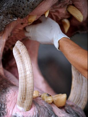 明星河馬乖乖看牙醫 主人是哥倫比亞大毒梟