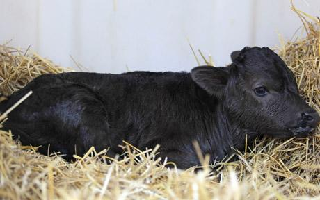 世界上第一頭克隆斗牛在西班牙誕生