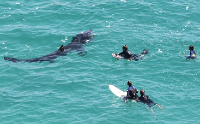 英沖浪者與大鯊魚共舞 碧海藍天其樂融融