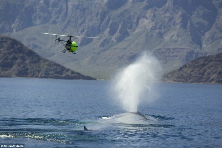 法國導演4500萬英鎊打造超強海洋世界紀錄片
