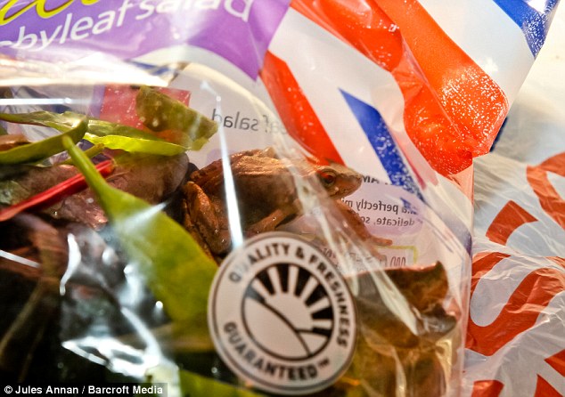 沙拉內蹦出活青蛙 英女子帶到辦公室竟成寵物