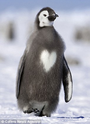 世界充滿愛！外媒展示一系列心形圖片為情人節(jié)預(yù)熱