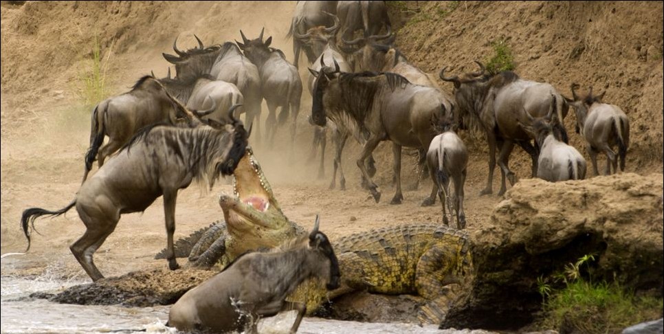 肯尼亞風(fēng)情：非洲角馬奮力一躍 上演“鱷口脫險”