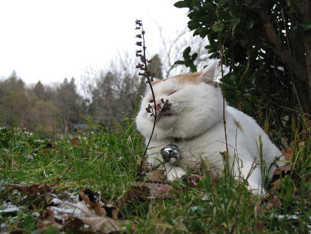 貓叔大白的故鄉：巖手水產企業頭疼資金和勞動力不足