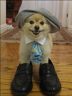 主人狀告前女友 美國網絡萌狗卷入50萬美元索賠案