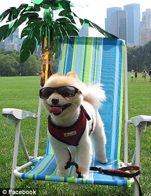 超萌狗狗惹禍？美國(guó)男子因?qū)櫸锞W(wǎng)站被奪走狀告前女友